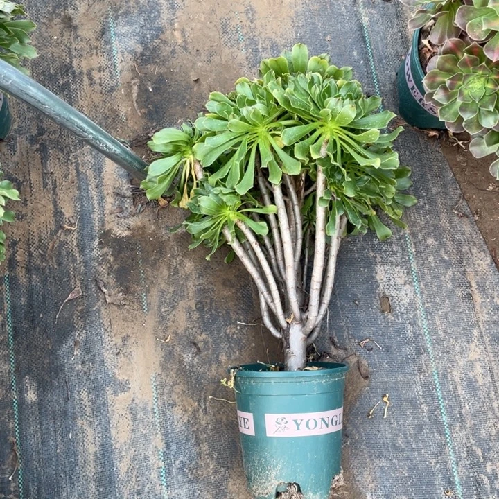 25原始绿法师多肉植物多肉植物