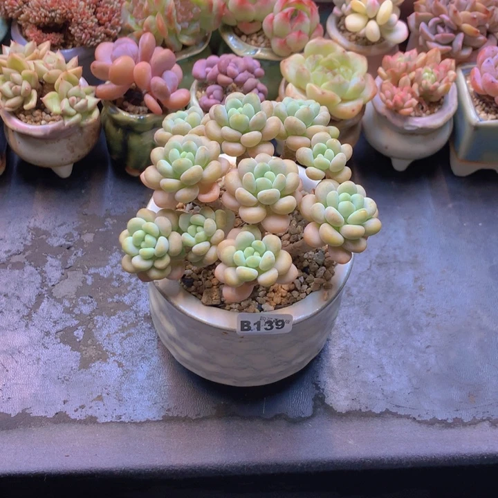 航***༠一物一拍含盆土满38包邮B139