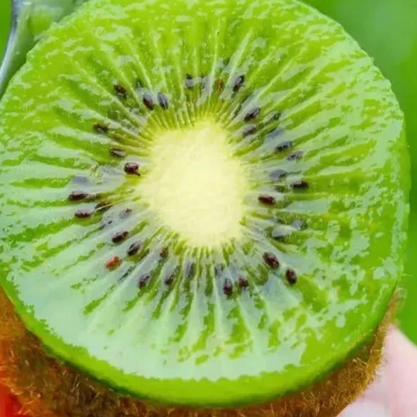 【新鲜现摘头茬果】正宗修文（贵长）绿心猕猴桃核心产区