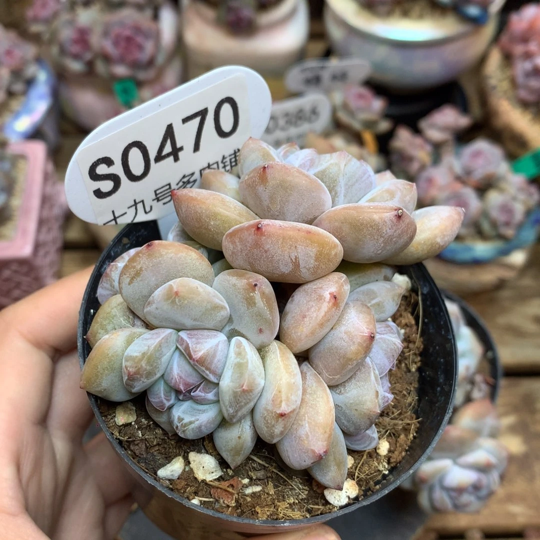 S0470 突尼斯 背景同款 新粉福利