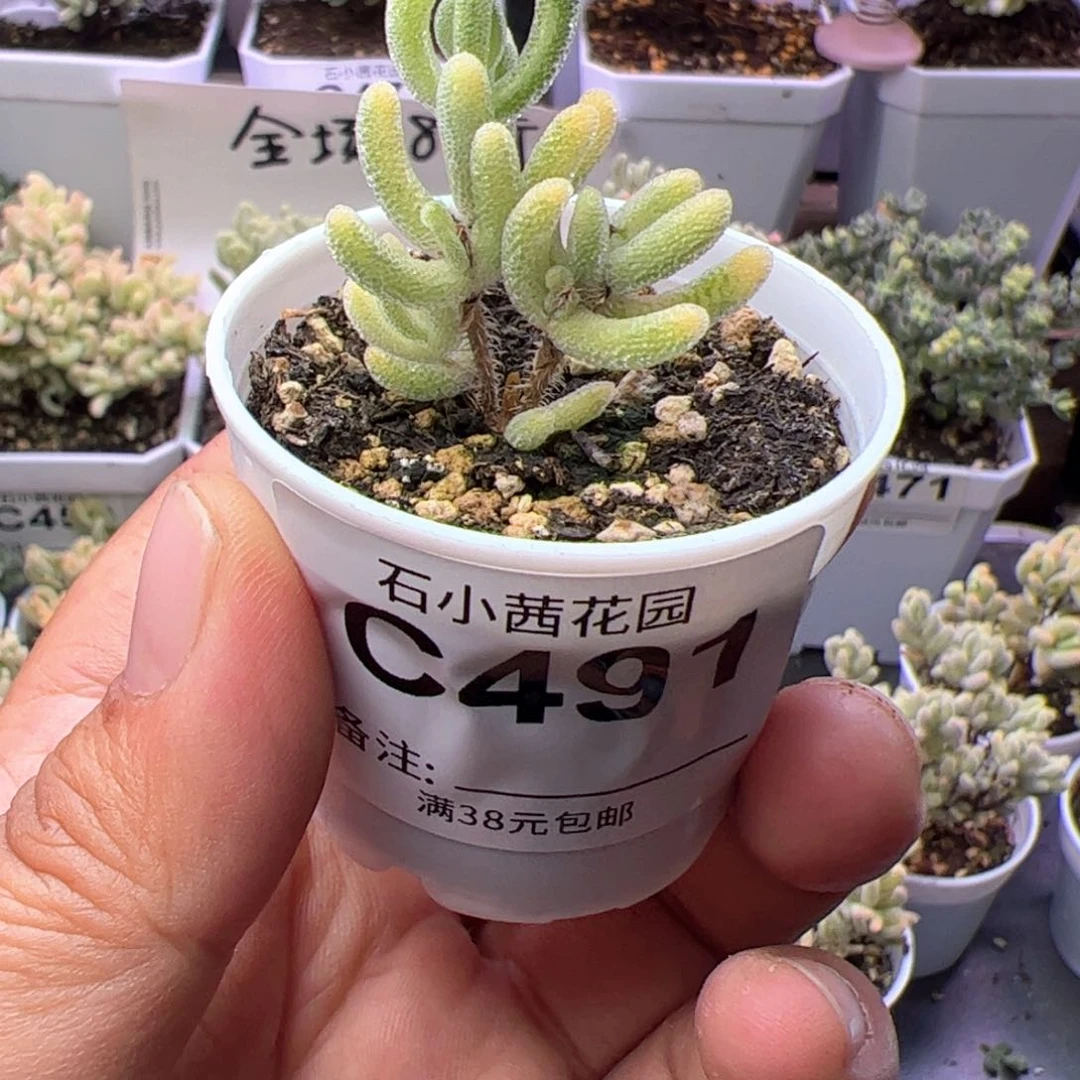 折后-多肉植物枝干白闪光带拉丝