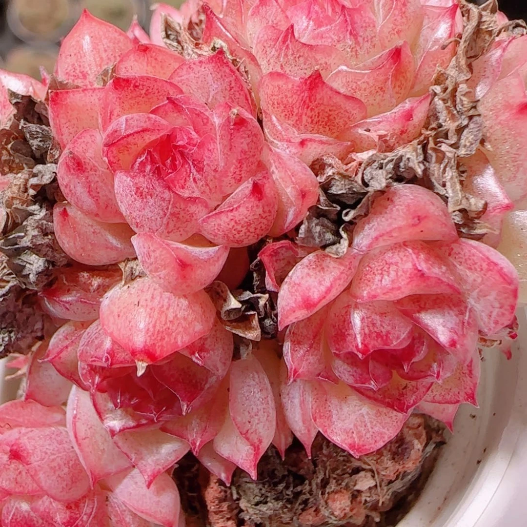 花语多肉1201-133散