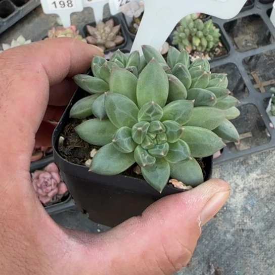 142甲骨文多肉植物多