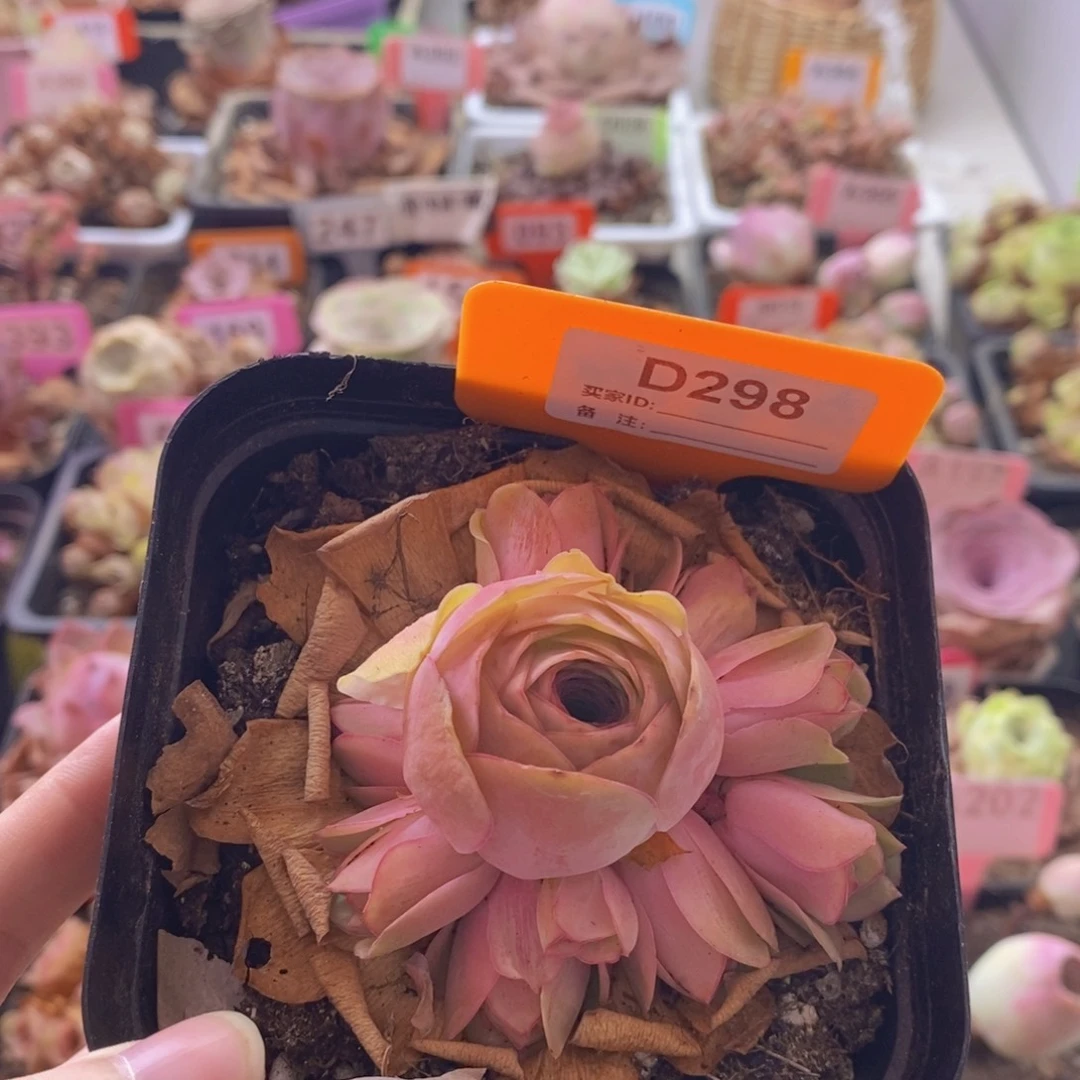 山地玫瑰一物一拍油画006