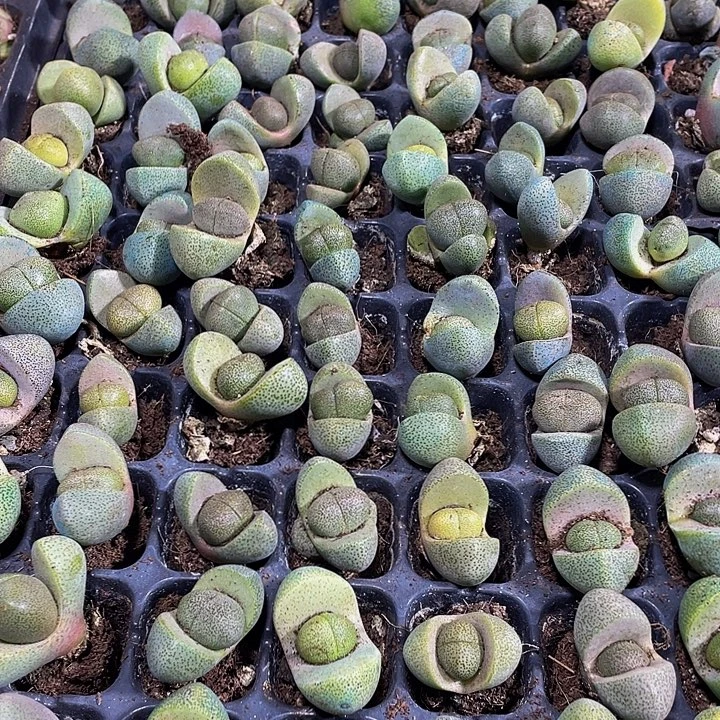 小元宝1元带土发货