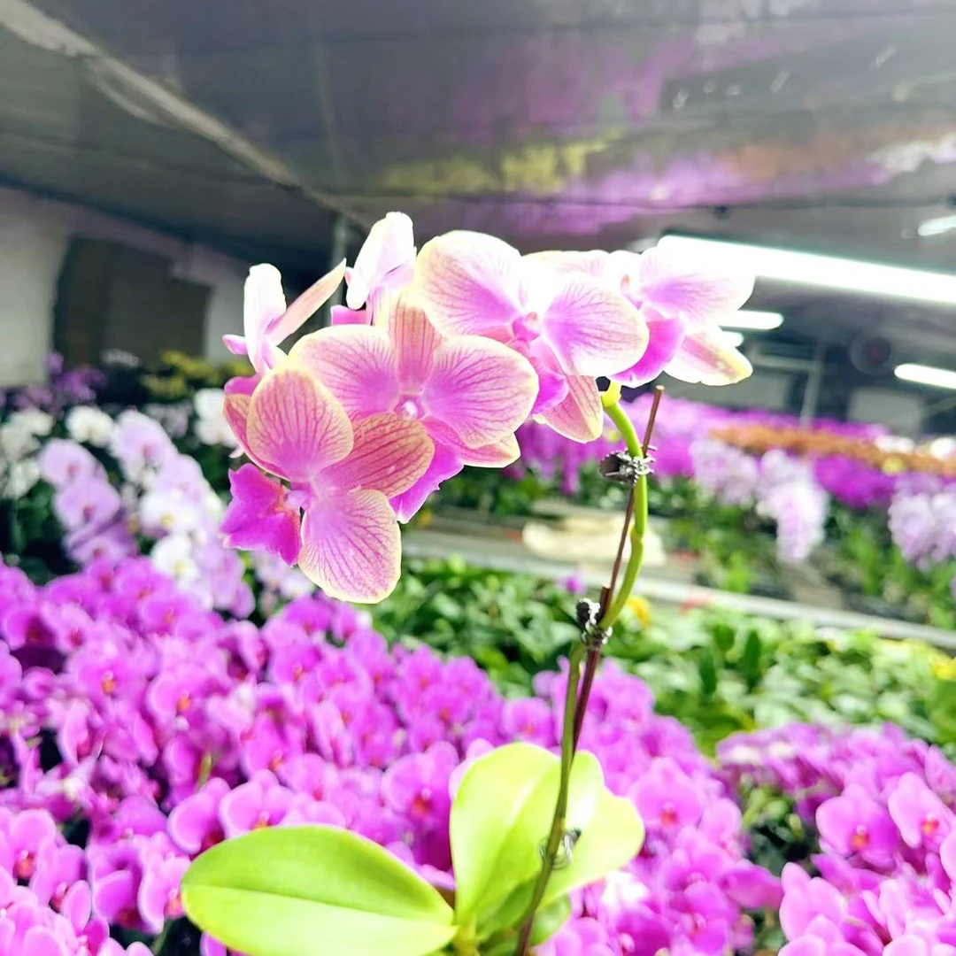 【美人鱼】精品鲜花 蝴蝶兰