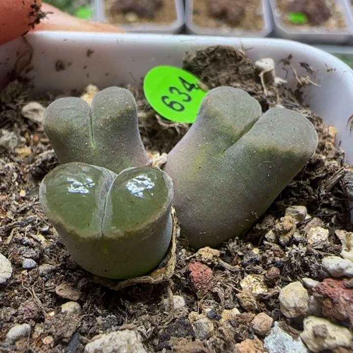 三头漂亮多肉植物634
