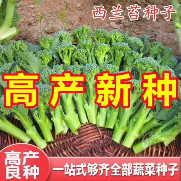 西兰苔种子芥兰种籽芥菜苔种子四季春季耐热阳台庭院蔬菜种子大全