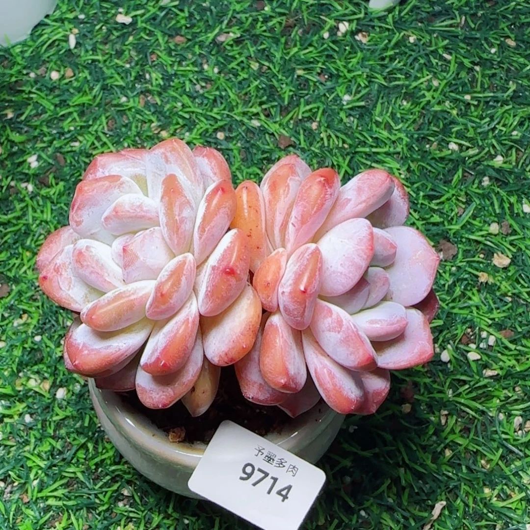 雪之魄，9714多肉植物