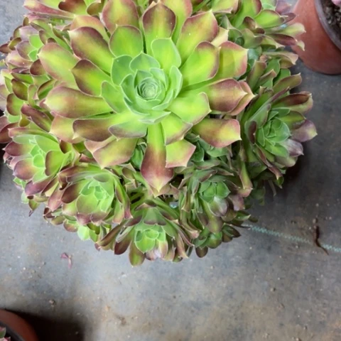 多肉植物韶华中班