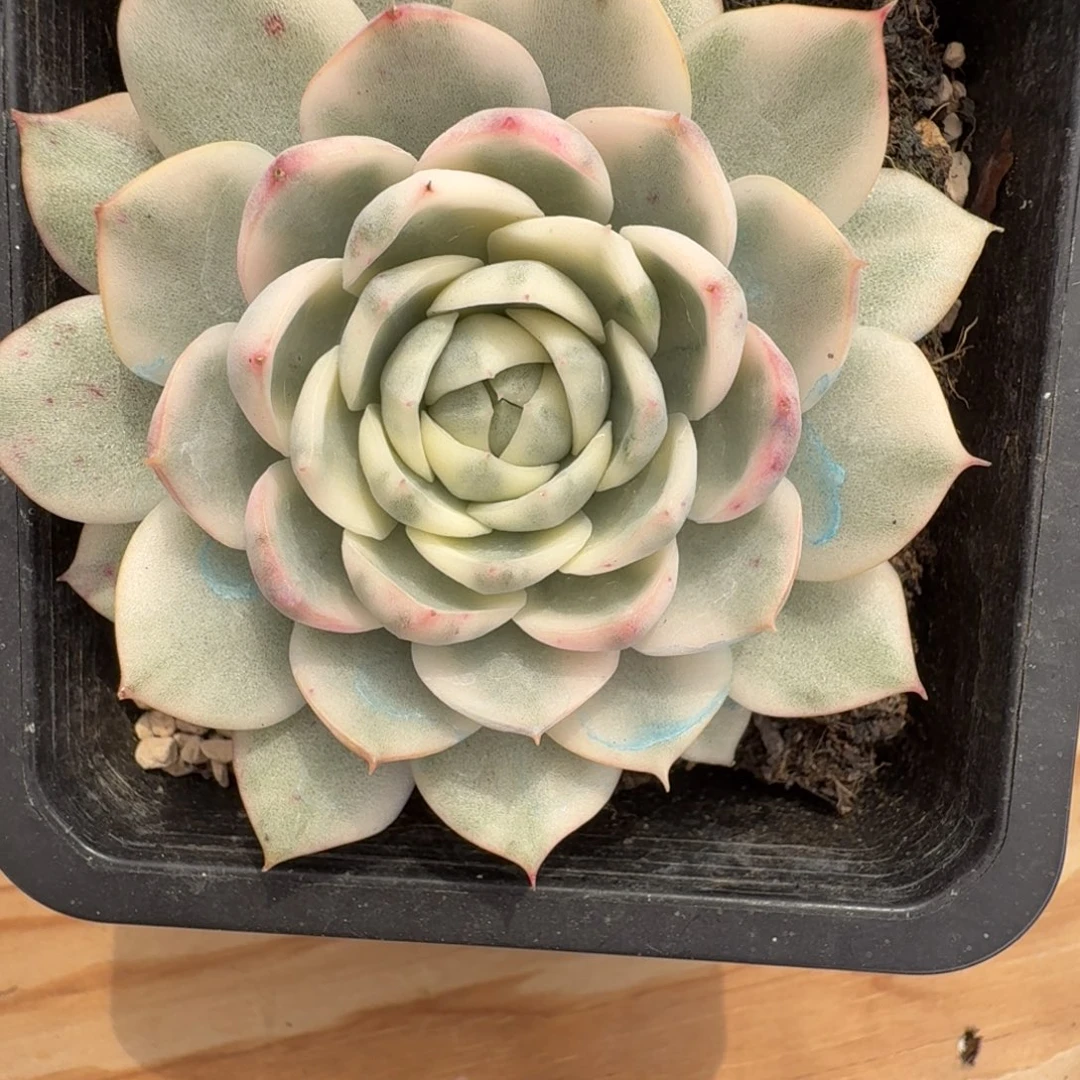 粉水晶 安吉园艺锦