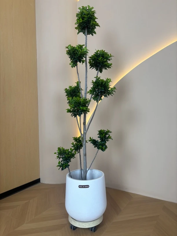 造型金钱榕客厅大盆栽鸭掌木高级感室内大型盆栽四季常青真花绿植