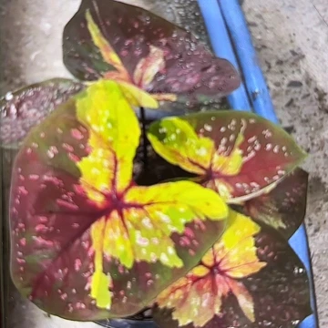 833-0702晚安泰国发货