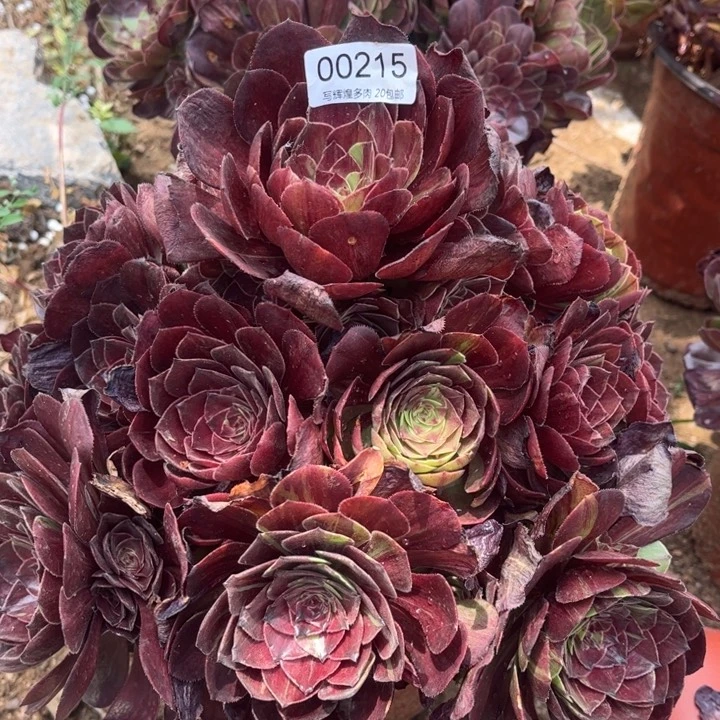 00215花月夜多肉植物