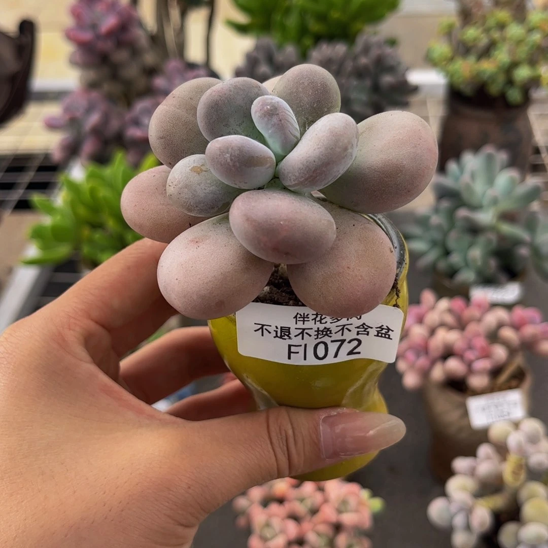 072-彩虹奶多肉7cm