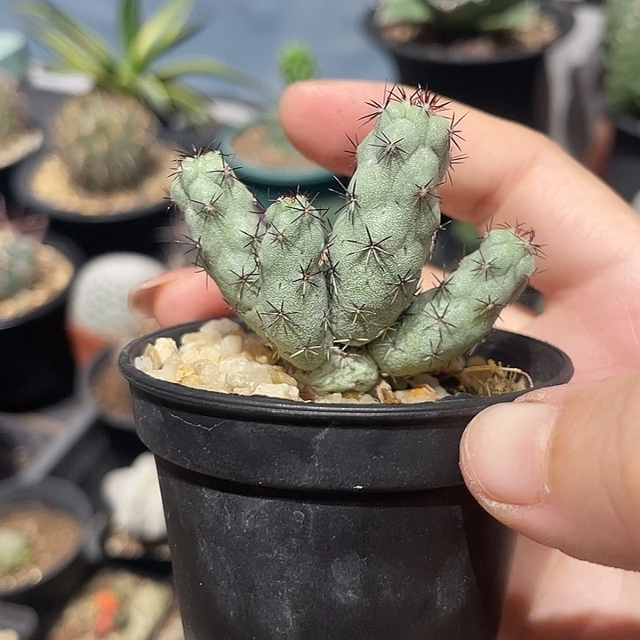 自根帝王丸仙人球一颗
