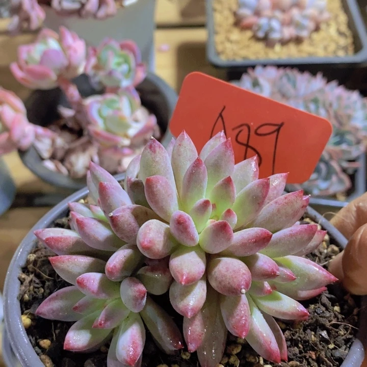 我要做点别的工作呀