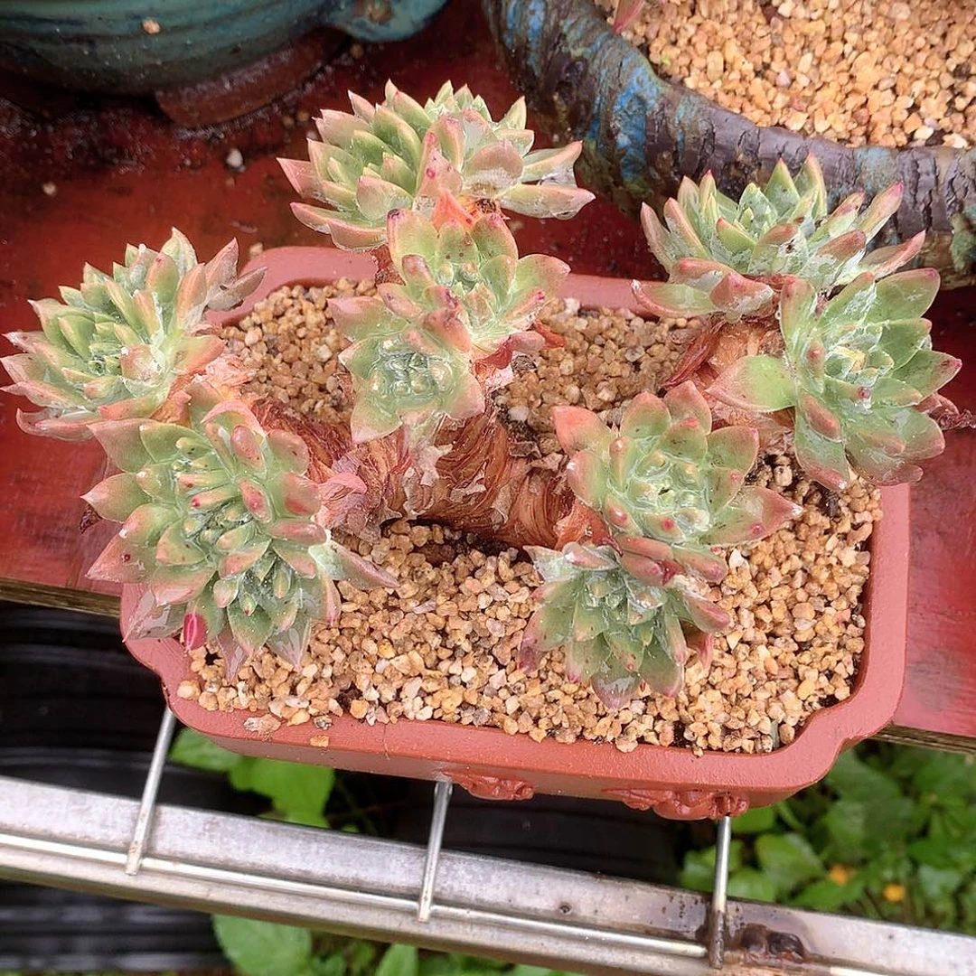 9106法瑞苹果叶仙女杯杂交