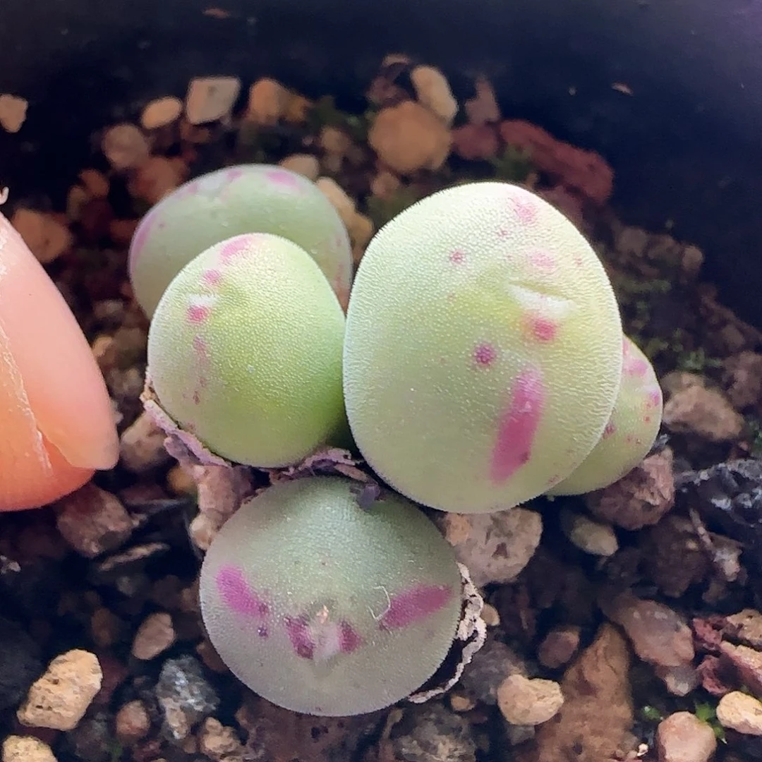 安*脱土发货哦25251