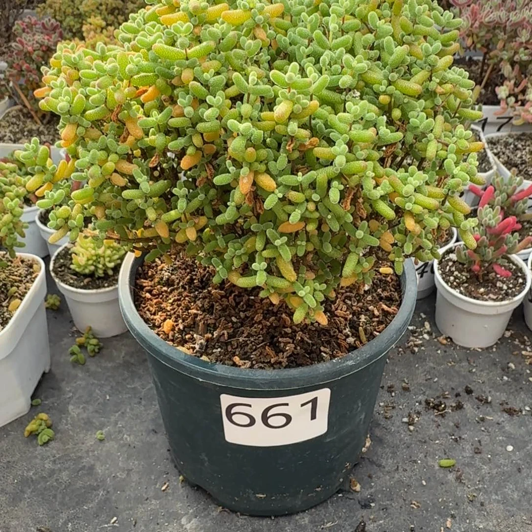 芳***661金桔枝干一物一拍