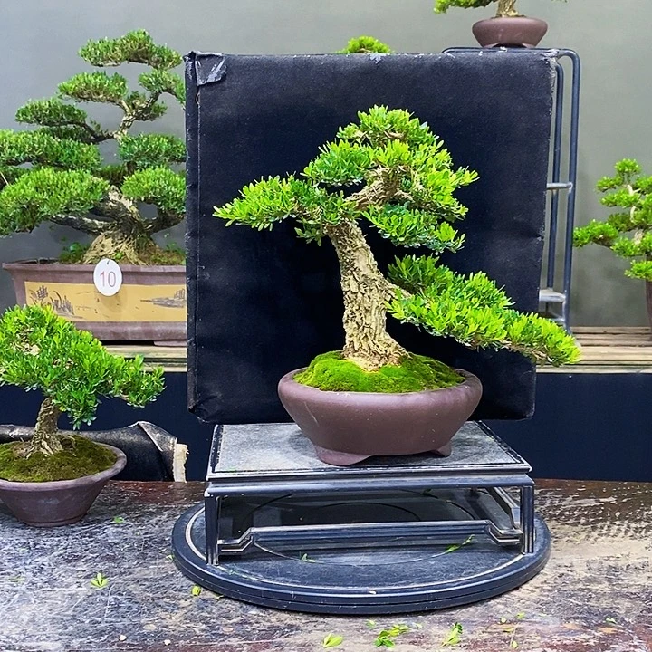 无花朵M黄杨盆景四季常青