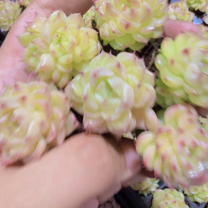 韩版麦秆五颗一组