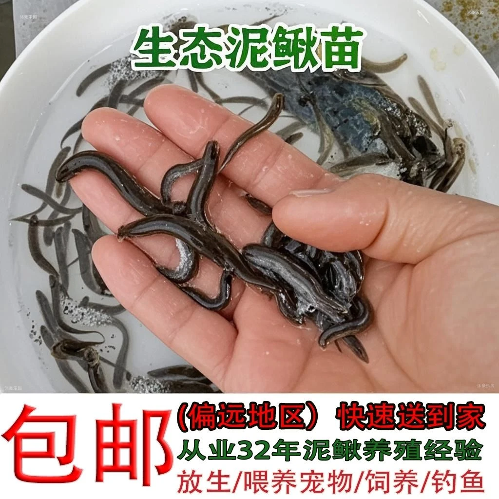 泥鳅苗鲜活喂养宠物钓鱼龙鱼活饵乌龟饲料泥鳅养殖淡水观赏鱼垂钓