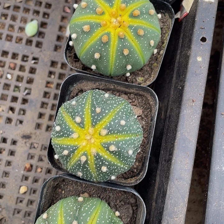 星兜锦带盆土发货