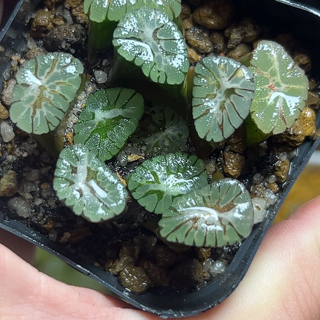 z1万象十二卷十二卷