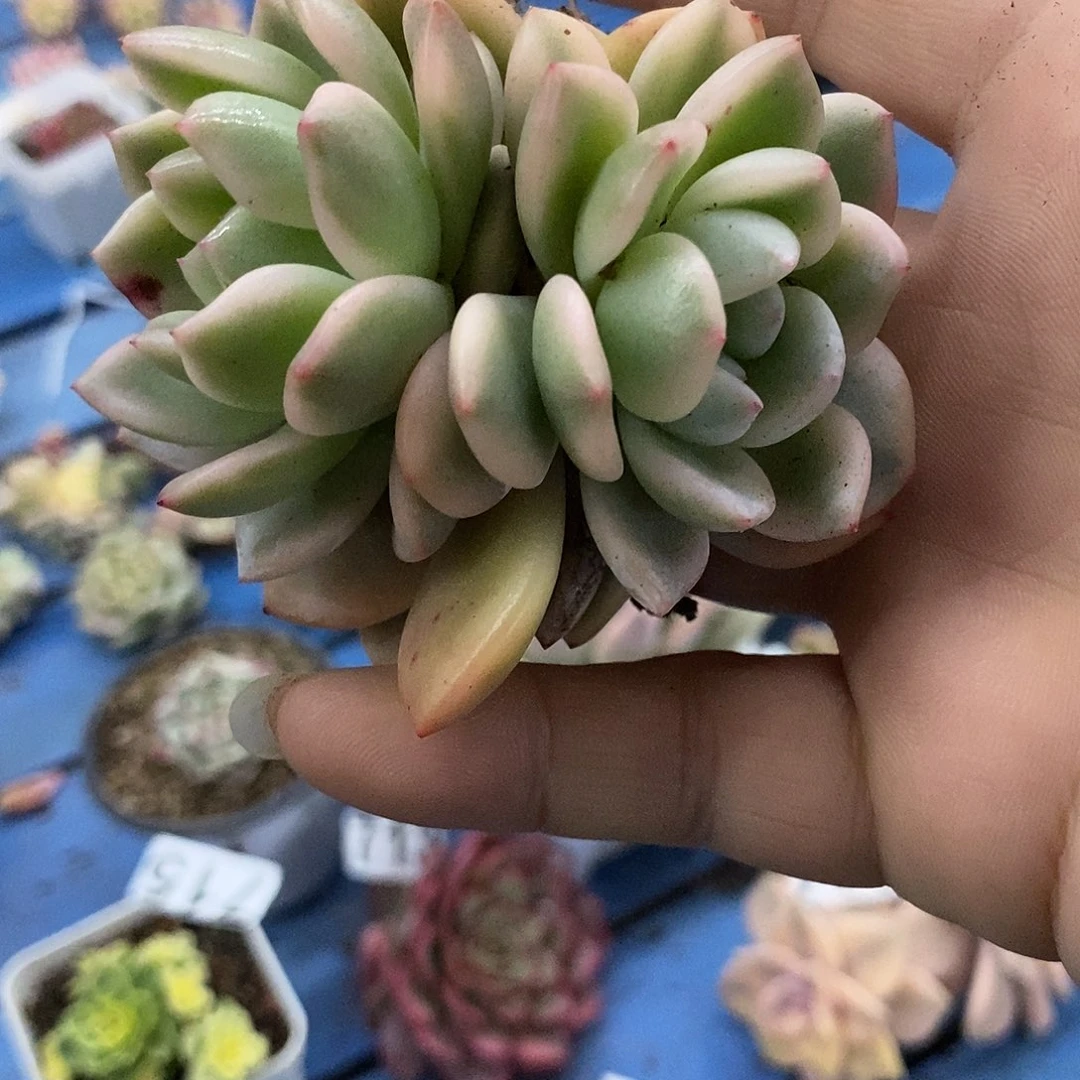 714梦露锦多肉植物哇啦塞哇啦塞