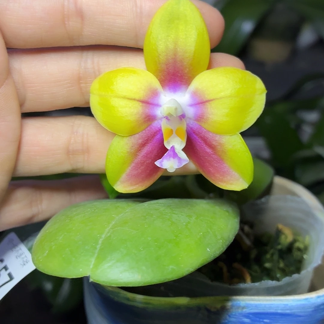 当前无花朵，栽培后可花朵A657春雨彩虹