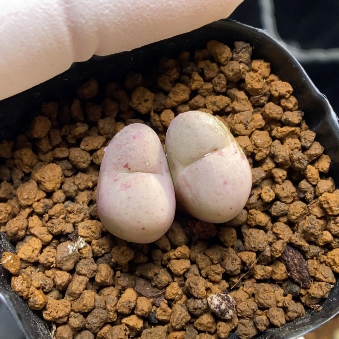 多肉植物肉锥杂交K-915 嘴杂