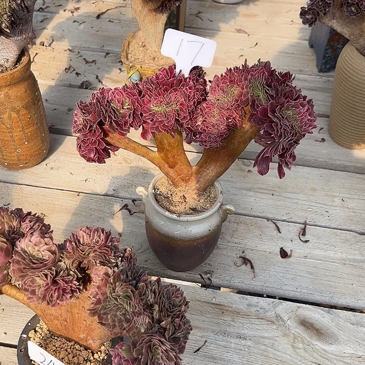 17美杜莎缀化冠幅27厘米左右脱土裸根发货