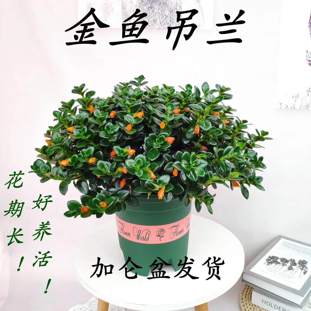 精品加仑盆金鱼吊兰盆栽花卉四季观花好养植物室内吸甲醛花卉阳台