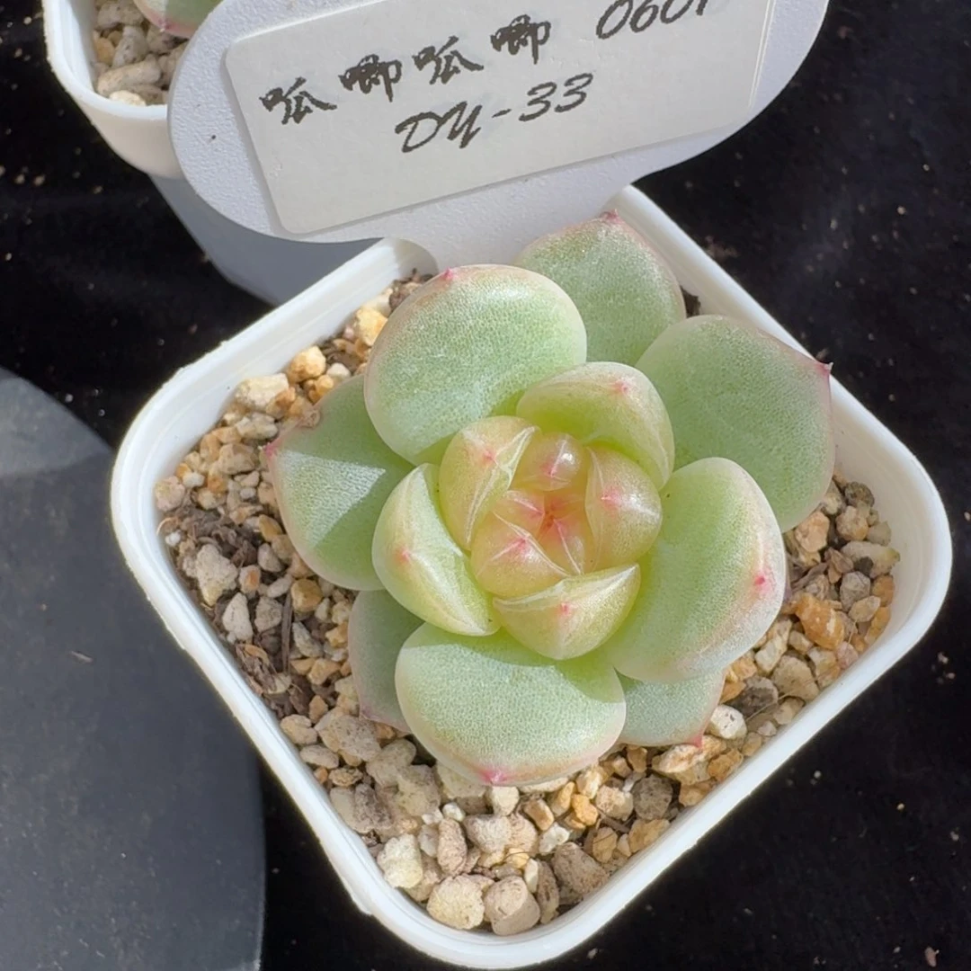 0601-33-3011单头一颗