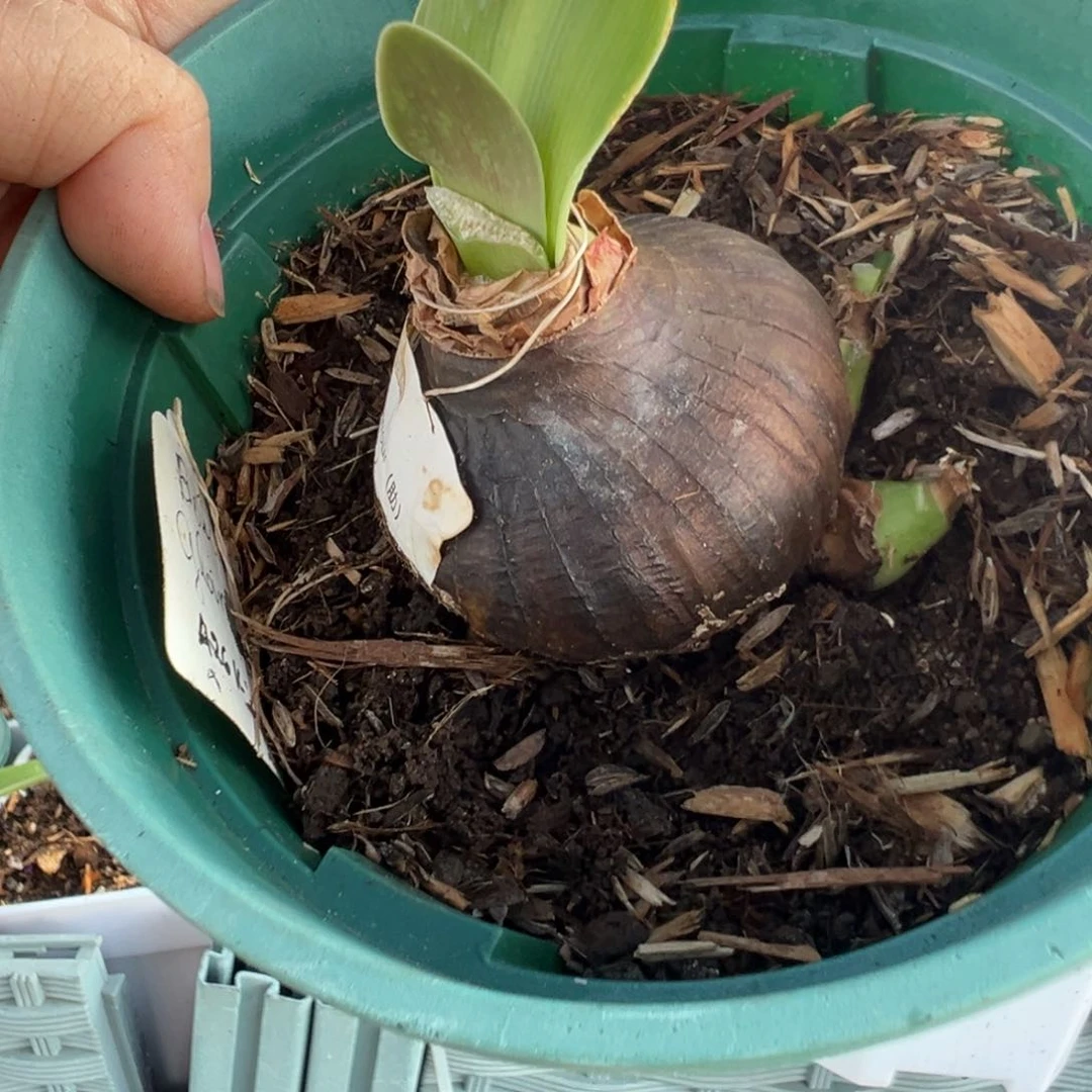 bold glamour （dt）