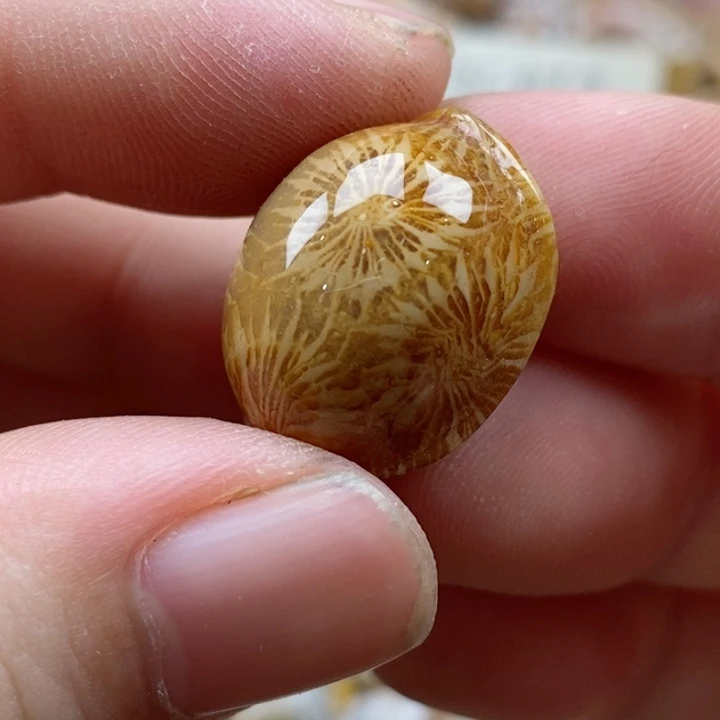 硅化珊瑚（珊瑚玉）未镶嵌颈饰通孔