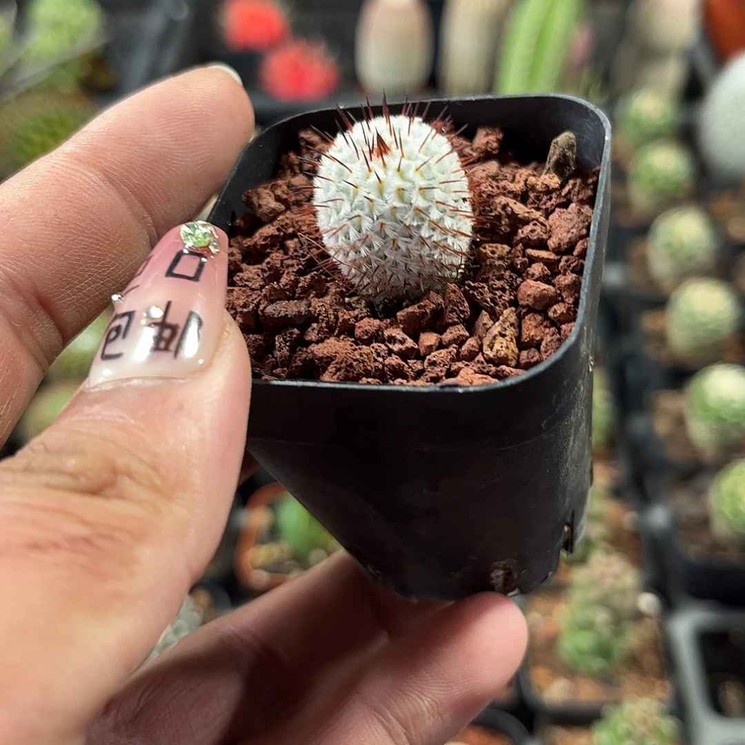 直刺蓓蕾单头发货