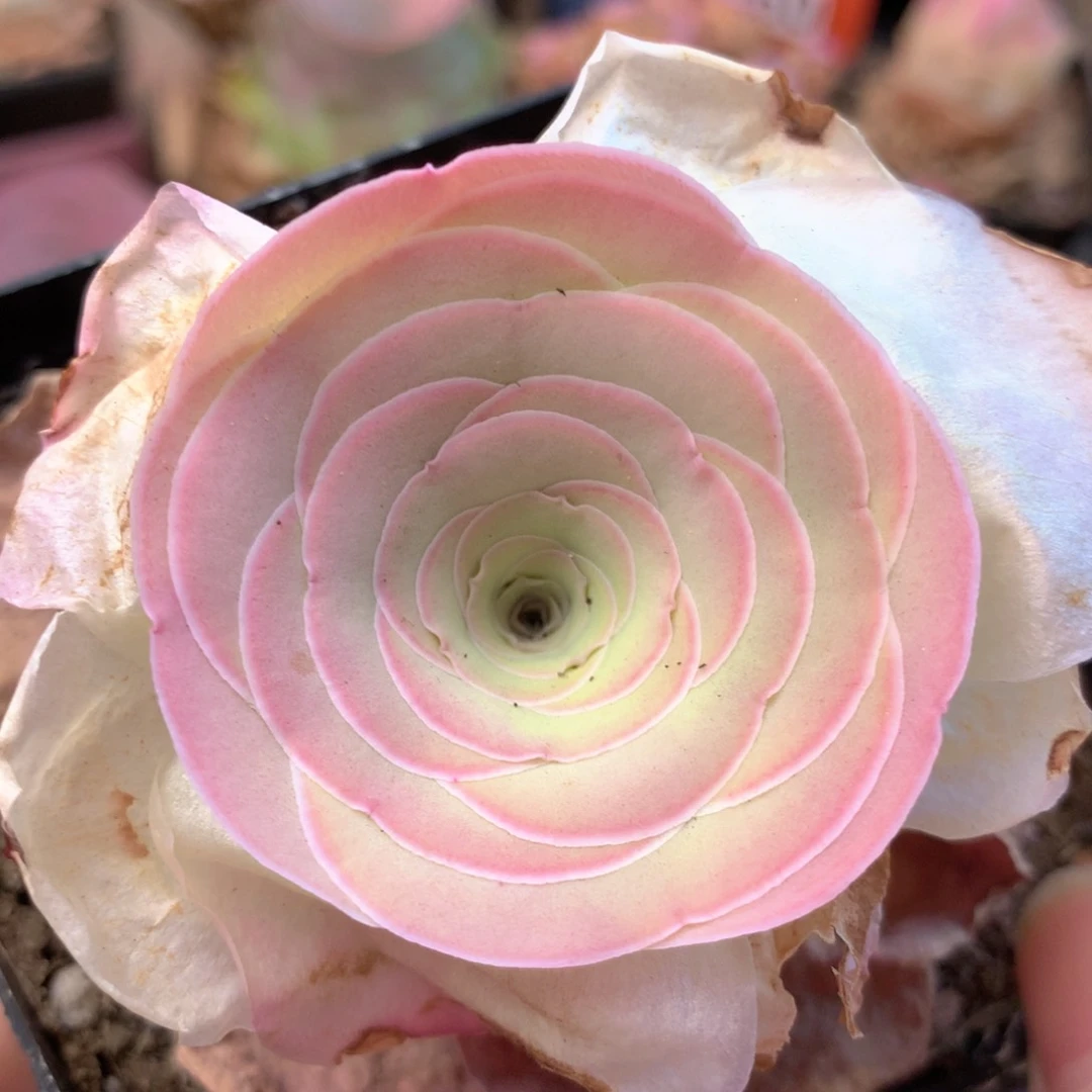 一物一拍福利006