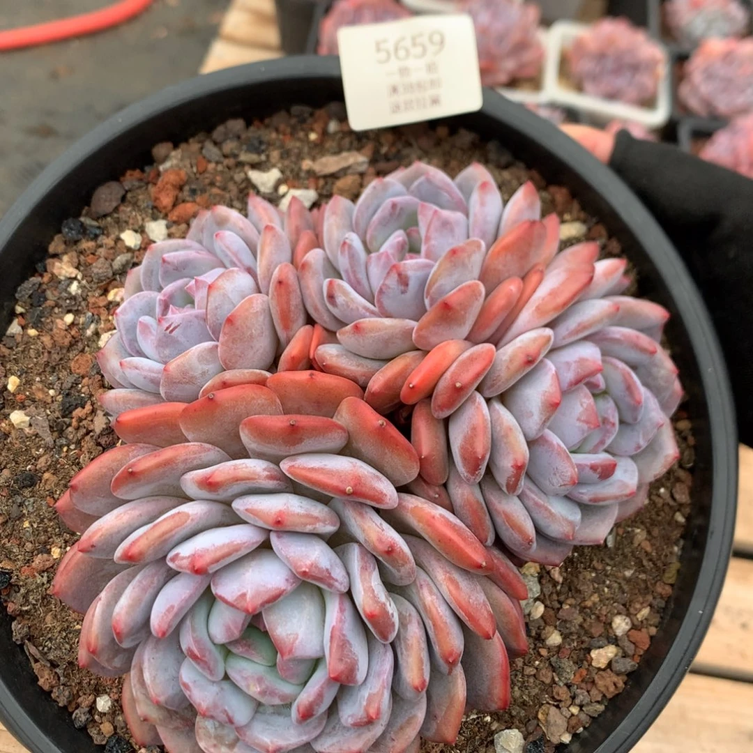 18厘米四头韩橙 无砍 5659