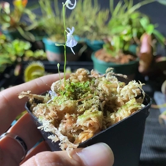 完全开放小白兔狸藻