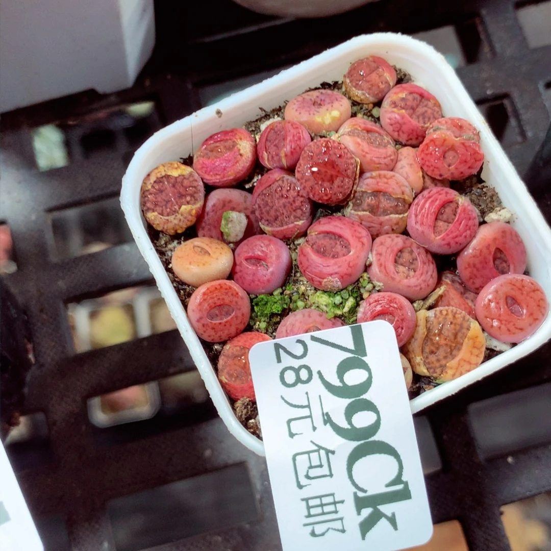 5厘米盆精控多肉799