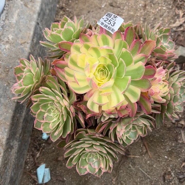 玉芙蓉多肉植物253