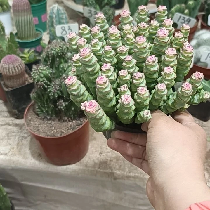 无花朵钱串子锦    16元