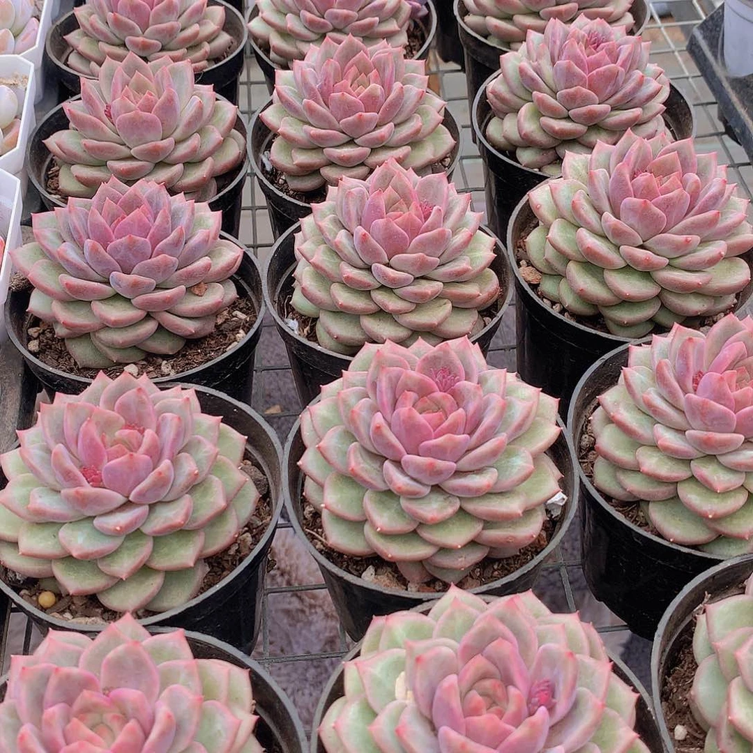 韩心五号24567899900000