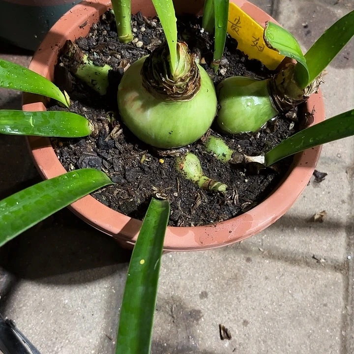 无花朵朱顶红贵妇7+12侧