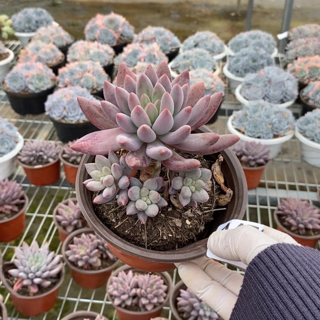 4479红蜻蜓一物一拍