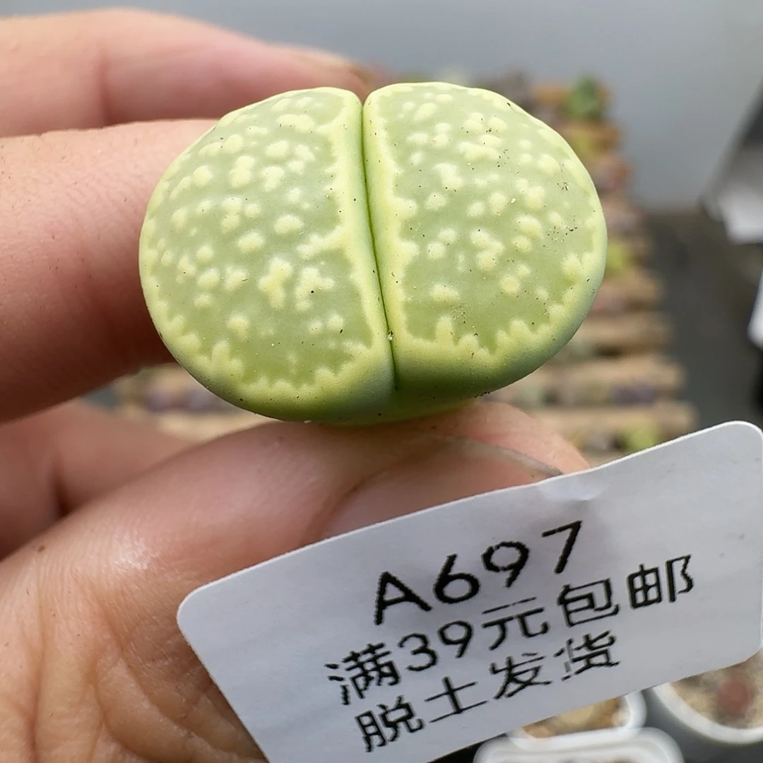 697多肉哈哈哈哈哈哈好怪