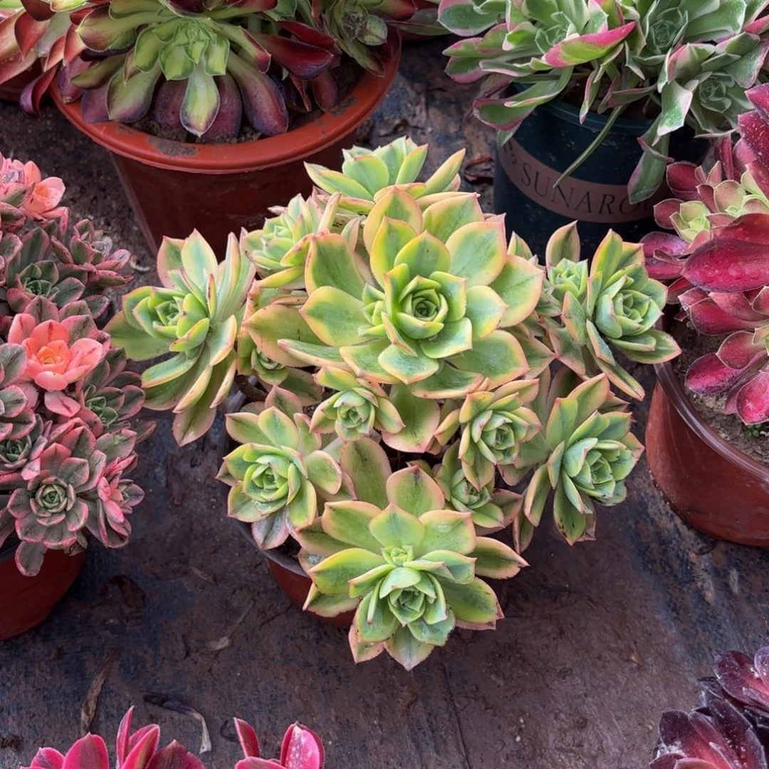 星爆9.9多肉植物