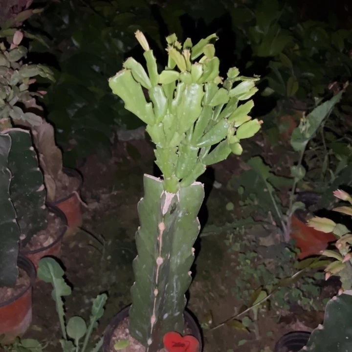 凤***.当前无花栽培后可以开花052  2007